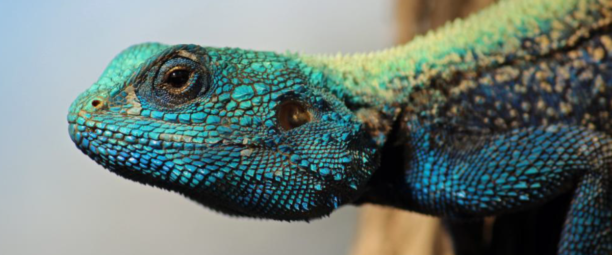 Electric blue agama copyright Blair Cowie